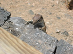 27916 Barbary Ground Squirrel hanging on.jpg